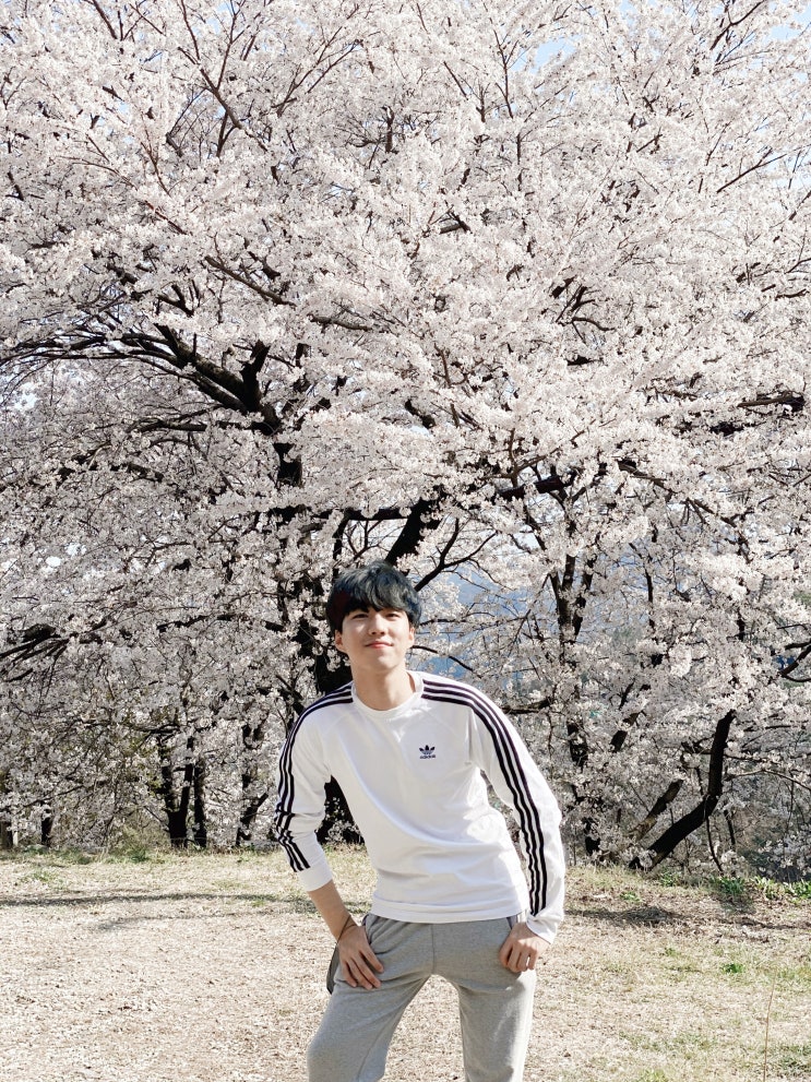 210326: 봄나들이 (내가 정한 벚꽃 명소: 천주산, 의창동행정복지센터)