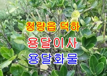 덕하용달 온산 웅촌 출발.