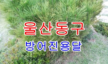 방어진용달 정자에서 양남으로. 방어진용달 정자에서 양남으로.