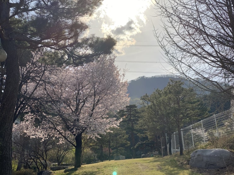  [일상] 4월의 소소한 일상 픽업그린 성공적, 새로운 카페 본조르노 카페티노 , 연어는 언제나 옳지 99치킨 등등 신난다 재미난다!