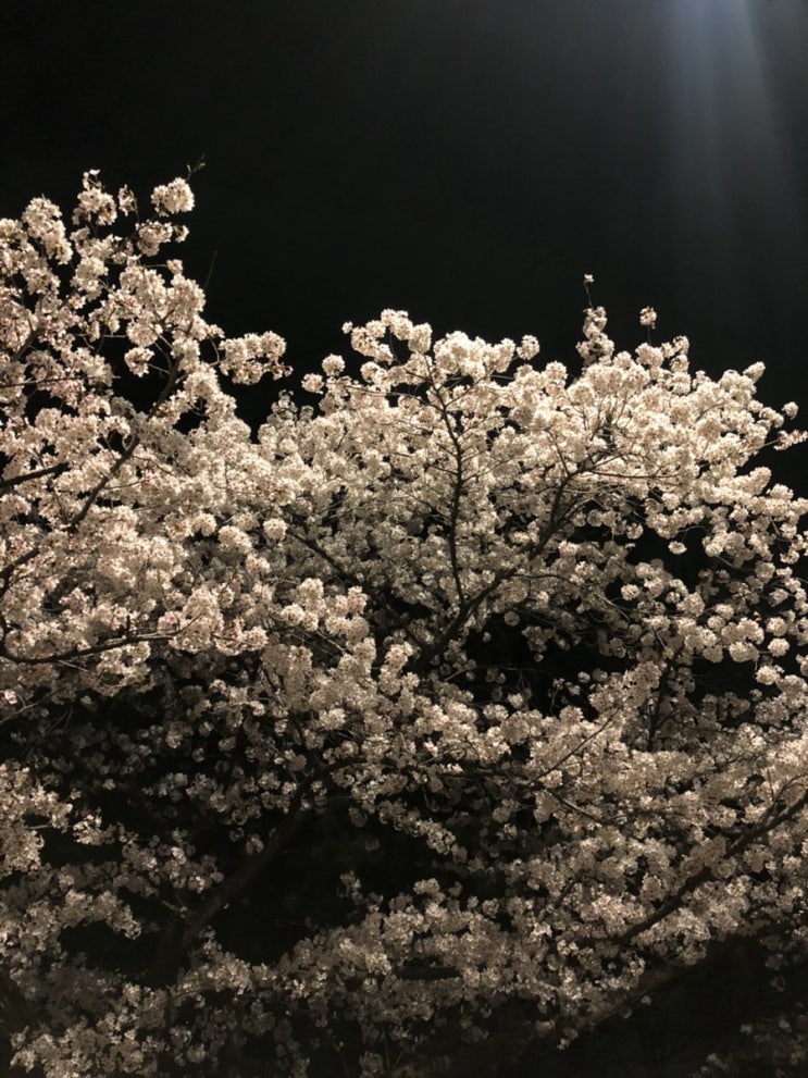 4월 벚꽃일상