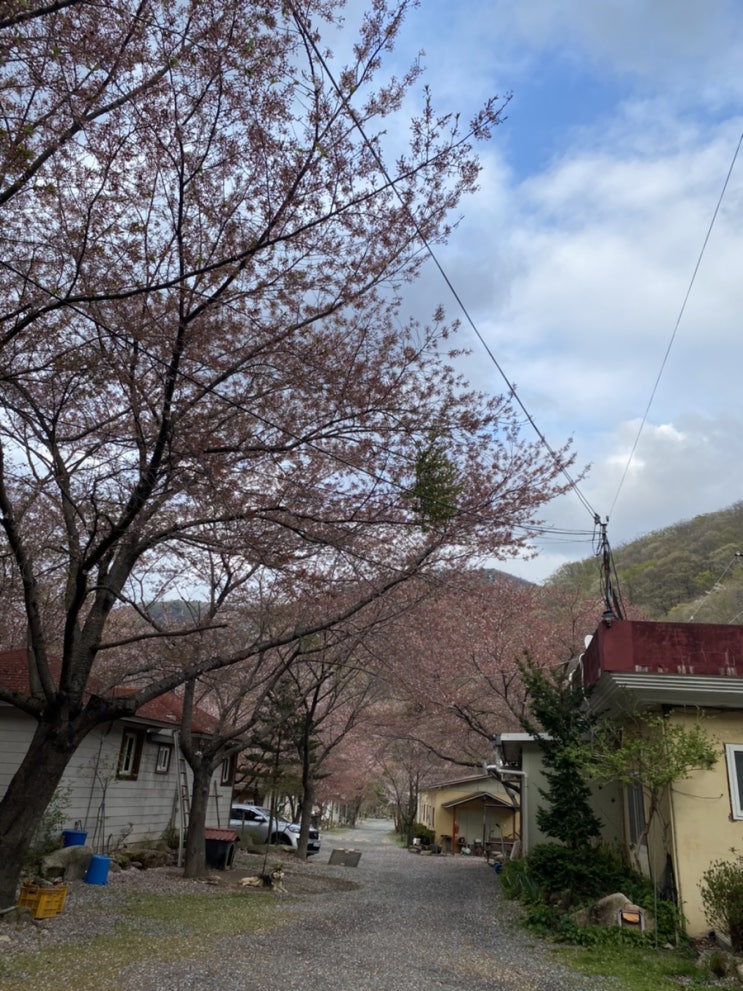  경주 산내 캠핑장 :) 장박하기 좋은 < 월계수산장 > 계곡이 바로 앞에 있는 캠핑장