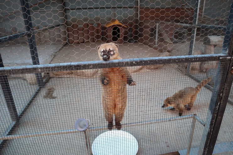 여행코스로 아쉬웠던 강릉 쌍둥이 동물농장 이용후기