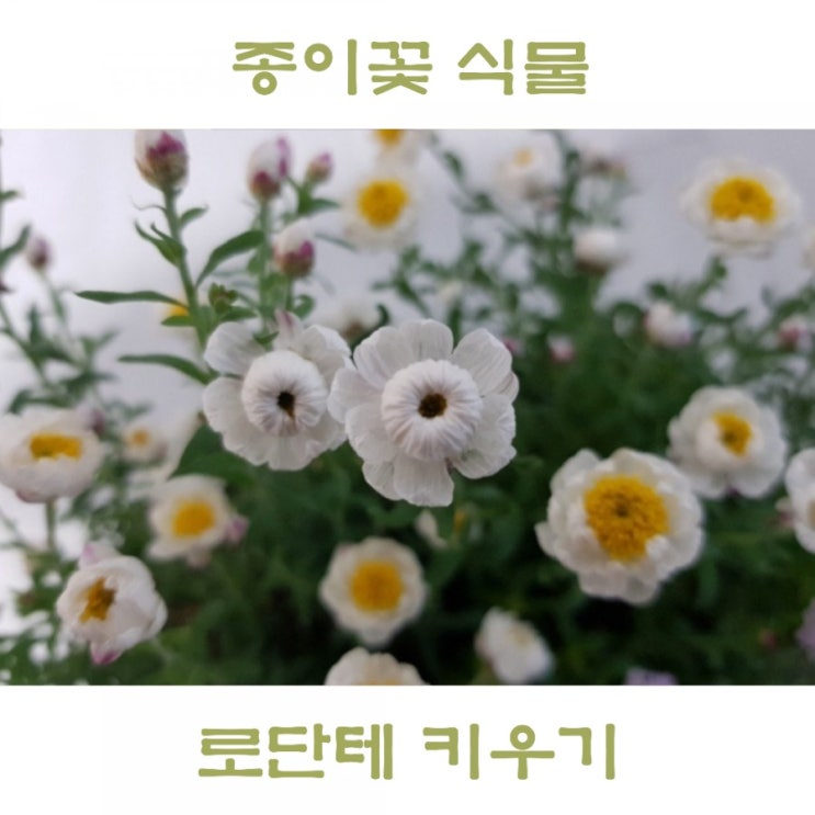  종이꽃 로단테 키우기, 앙증맞은 봄꽃나무