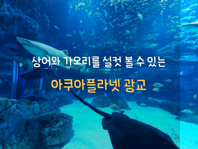  경기도 수원 아쿠아리움, 볼거리와 놀거리가 가득한 아쿠아플라넷 광교
