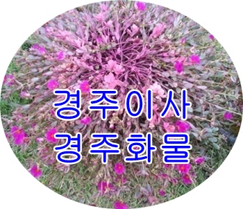 경주용달 양북 운송 비용 저렴해요.