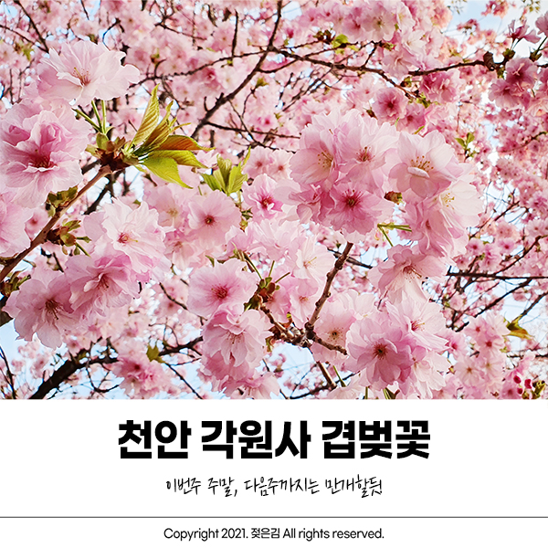 천안 각원사 겹벚꽃 개화시기는 이제부터 시작 천안 각원사 겹벚꽃 개화시기는 이제부터 시작