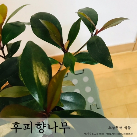  후피향나무 키우기