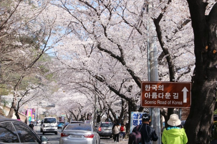  쌍계사 벚꽃 십리길ㅡ하얀 별들의 세상
