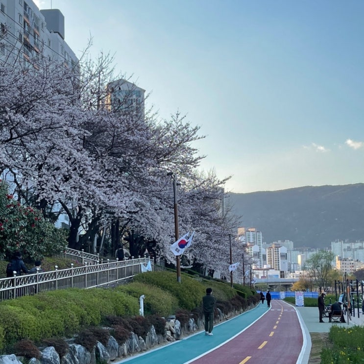 절정을 이루며 피어나는 벚꽃과 함께하는 벚꽃 나들이