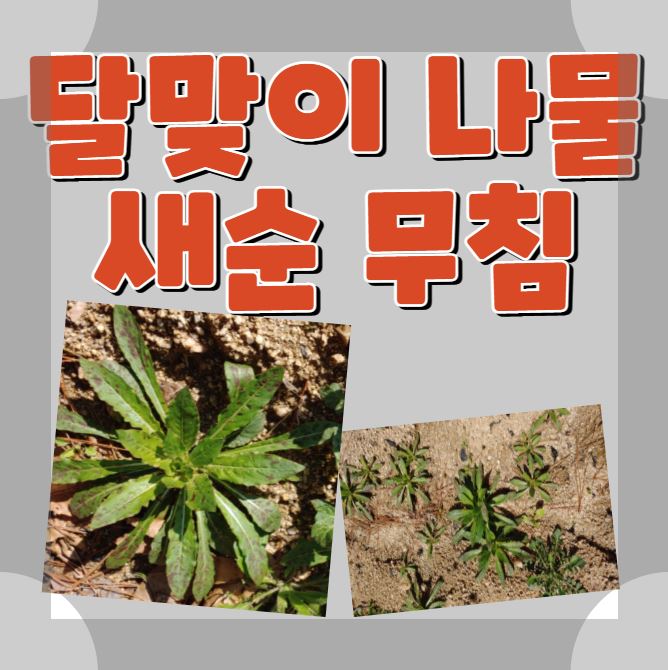  야생 달맞이나물 달맞이꽃 새순 초장 무침 시골밥상