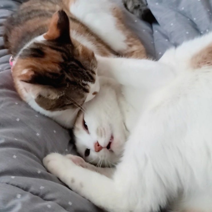  [현실남매] 쁘니의 복수. 복수혈전. 남매고양이. 고양이 싸움. 고양이놀이