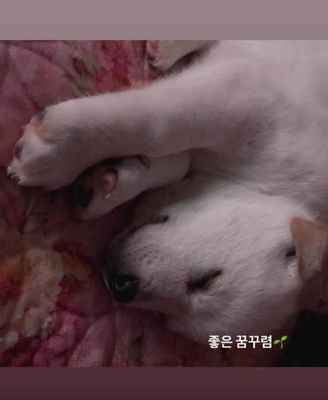  진돗개 김마루를 소개해볼랍니다!