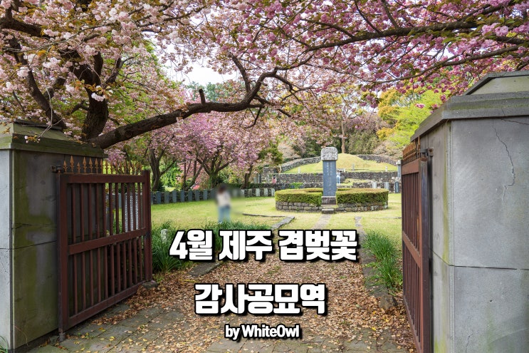  4월 제주 겹벚꽃 사진찍기 좋은 곳 감사공묘역