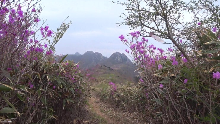  남도의 공룡능선, 진달래가 만발한 주작산 덕룡산 산행