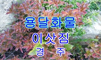 경주용달 전화주세요.