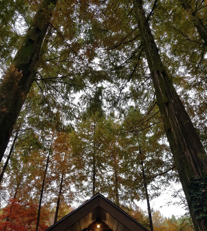 나무학교 문정희시 / 안으로 깊어짐,나이듦~ 나무학교 문정희시 / 안으로 깊어짐,나이듦~