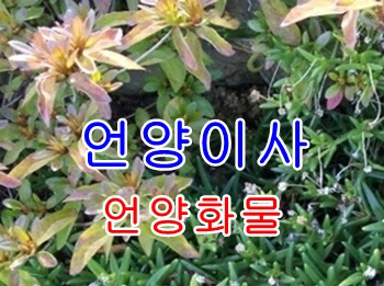 언양용달 상북 산내 소호리 운송합니다.