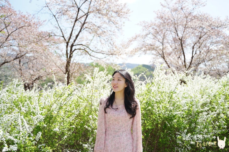 가평 가볼만한곳 대성리 국민관광지 벚꽃길 가평 가볼만한곳 대성리 국민관광지 벚꽃길