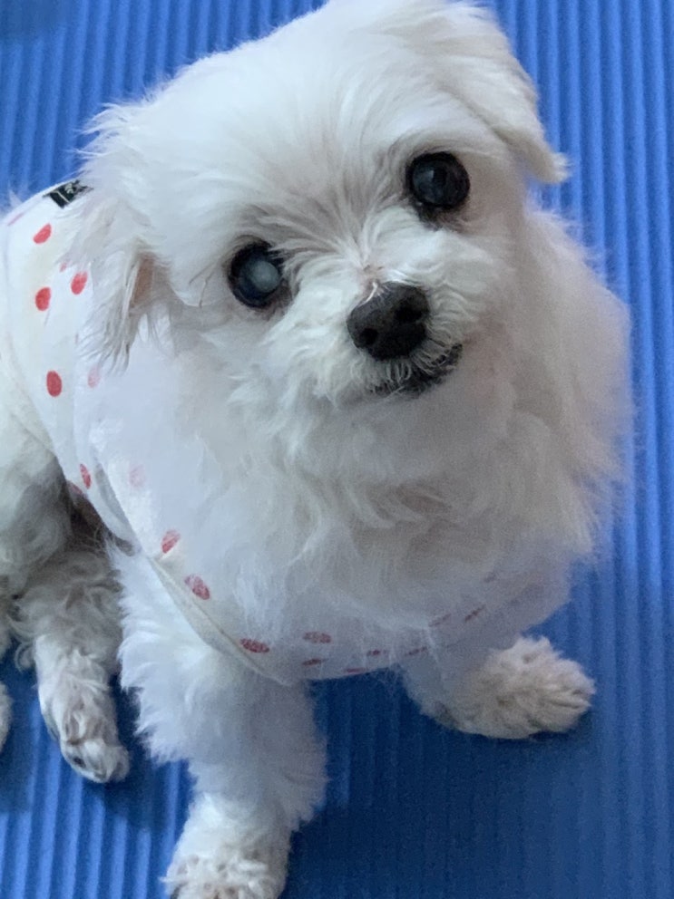  반려동물 인구가 많죠  저는 말티즈 소형견인데 요즘 무릎 슬개골 때문에 반려동물 관리사 자격증에 관심이 많아요