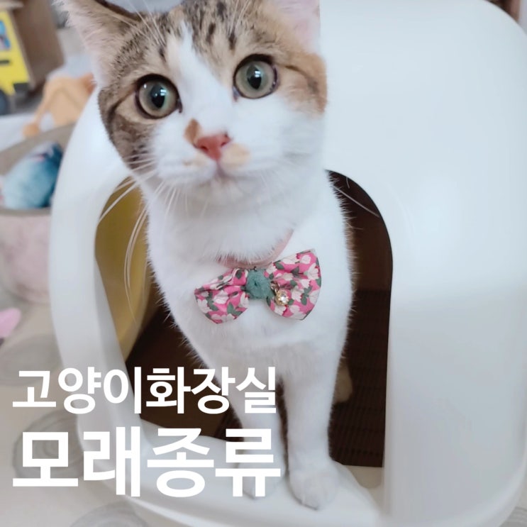  초보집사가 알아야 할 고양이화장실.고양이 모래종류 (2탄)
