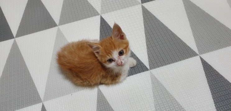  길고양이 입양, 냥줍 할때 알고 있어야 할것