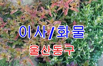  울산동구용달 방어진 정자 운송합니다.