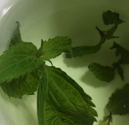  붉은 깻잎차 영양성분과 효능