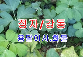  정자용달 강동 산하동 신명.