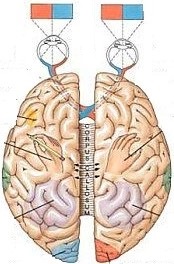  [오연식 박사, 복시, 약시, 간헐성 외사시, 한국 시기능 훈련 센터, 난독증, 한국 시지각 센터, 프리즘 안경, 강남 아이 테라피, 읽기 장애] 2021.04. 11.