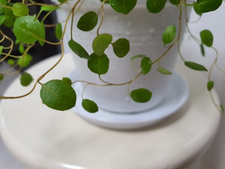  트리안 키우기! 못난이 삭발시켜 미인 만들기! How to Grow Muehlenbeckia (feat. 가지치기)