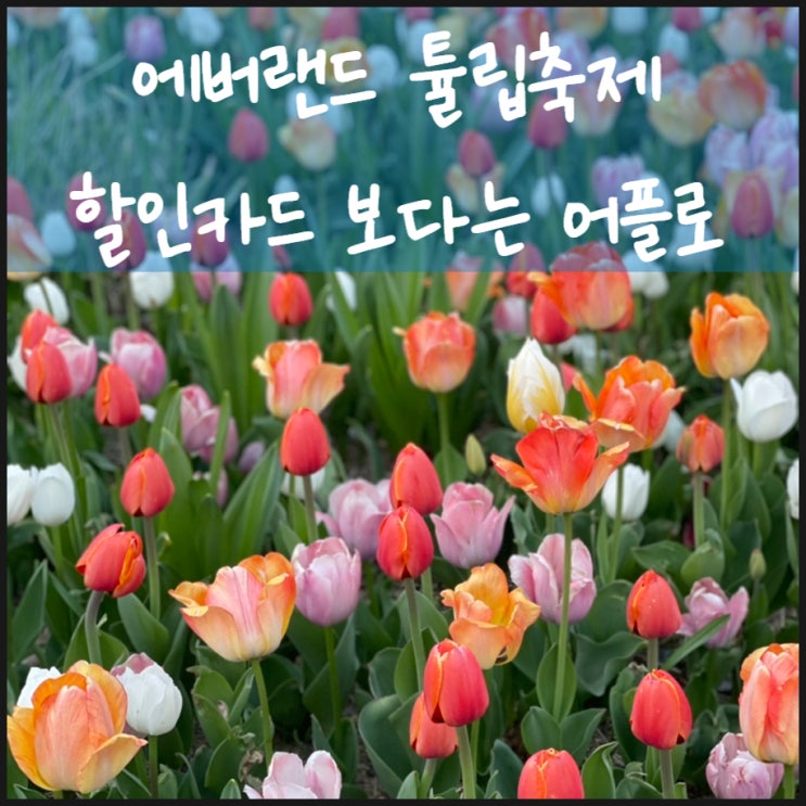  에버랜드 튤립축제 할인카드 보다는 앱으로 예약하세요