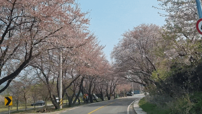 가평 대성리 국민관광지 주차. 북한강 벚나무길 봄나들이 명당.