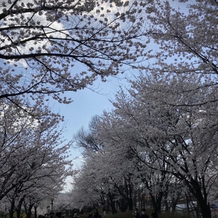  파주 약간 숨겨진 벚꽃 명소 애견동반 :: 오산리기도원