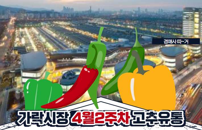  경매사가 알립니다. 가락시장 4월2주차 고추 유통현황