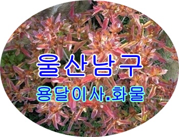 울산남구용달 삼산동 달동 운송.