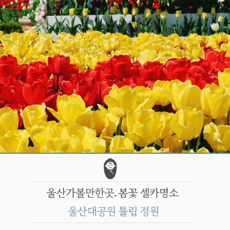  봄꽃 셀카명소 울산대공원 튤립 정원_울산가볼만한곳