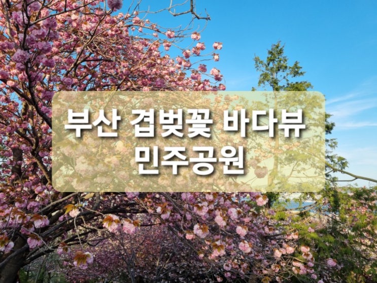 [부산 민주공원 겹벚꽃 만개했어요] 바다뷰와 겹벚꽃이 함께 /민주항쟁기념관 아이와함께