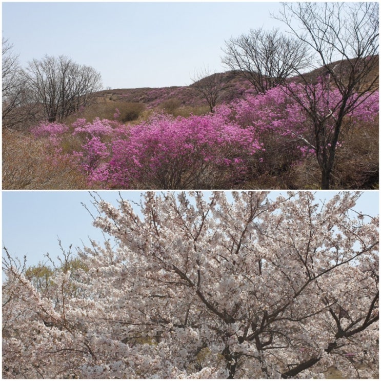  합천 황매산군립공원 철쭉과 고령 뷰좋은 카페STONE