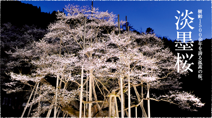 【Day98 1500년 수령의 벚나무】일본국 기후현 모토스시 우스즈미벚꽃 구경기