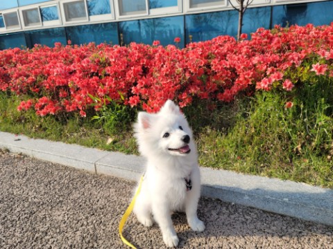 [세종호수공원] 봄나들이가볼만한곳 (로건이와산책)