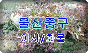 울산중구용달 다운동 학성동 운송.