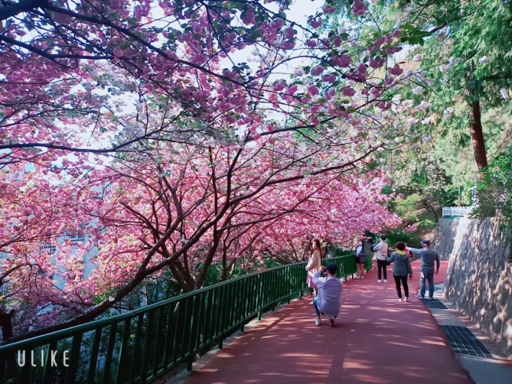 부산근교 가볼만한곳 봄에 꼭 가봐야할곳 (중앙공원 겹벚꽃 명소 인생사진찍기)