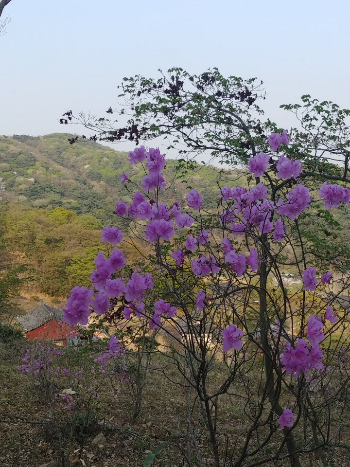 칠장사 기행 - 혜소국사와 임꺽정, 영창대군 칠장사 기행 - 혜소국사와 임꺽정, 영창대군