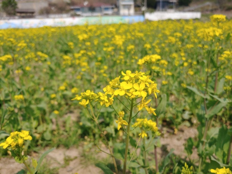  충주 목계나루 유채꽃밭 라이딩