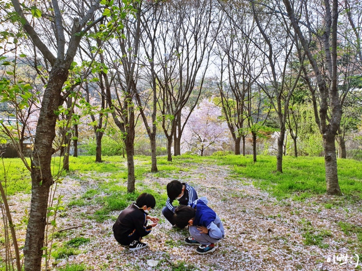  벚꽃 숲에서 삼형제와 함께하는 벚꽃이야기