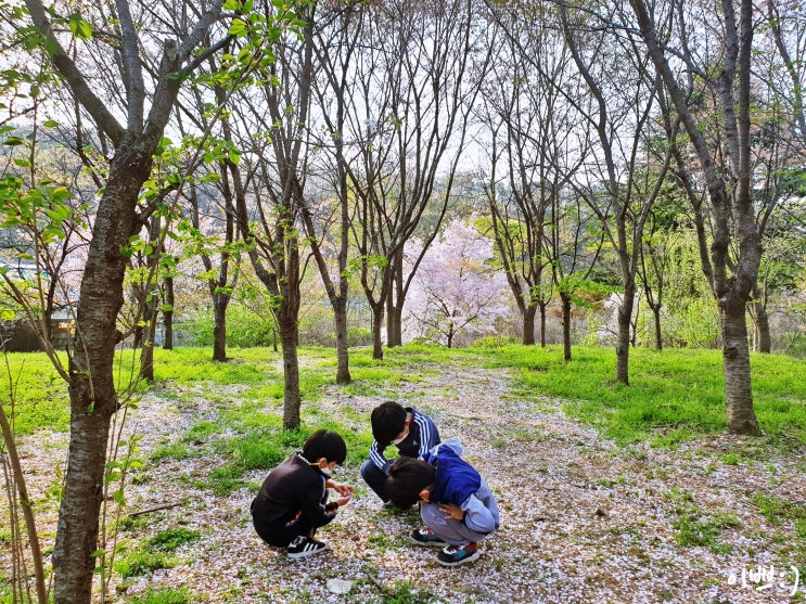 벚꽃 숲에서 삼형제와 함께하는 벚꽃이야기