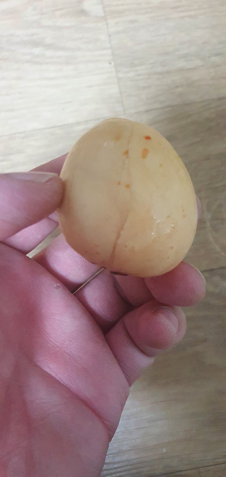  아보카도 발아 및 화분에 옮겨 심기!