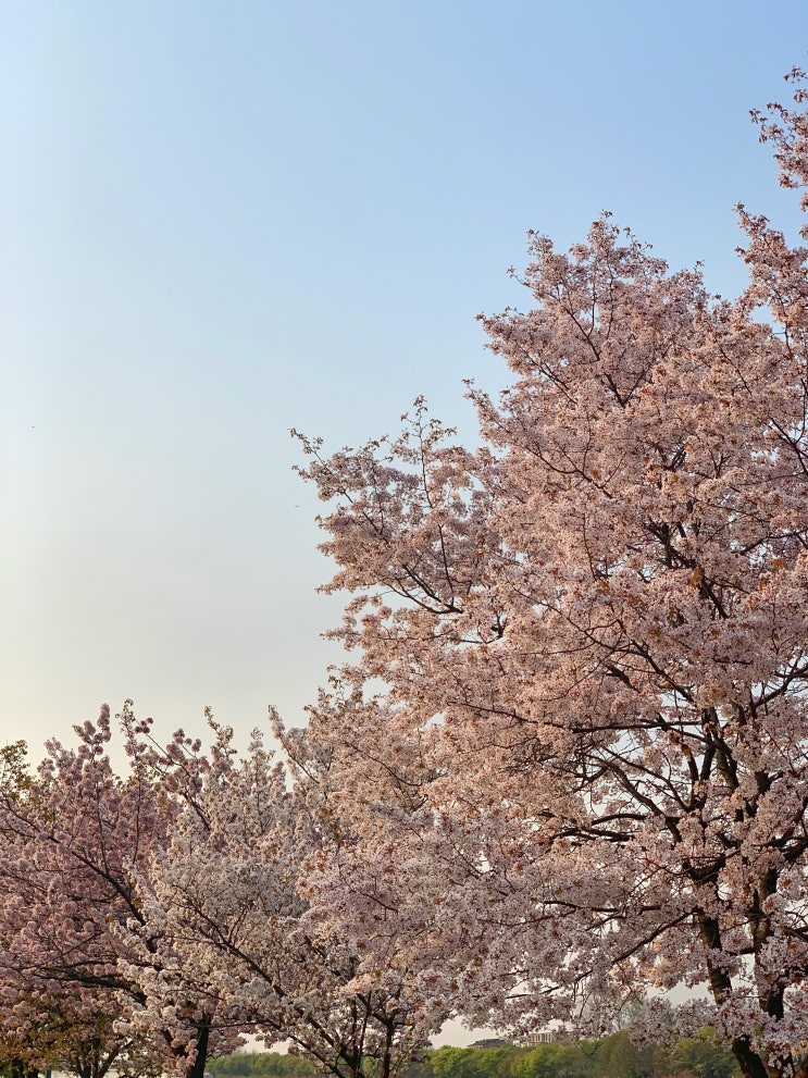 서울근교 나들이 하남 겹벚꽃 미사경정공원