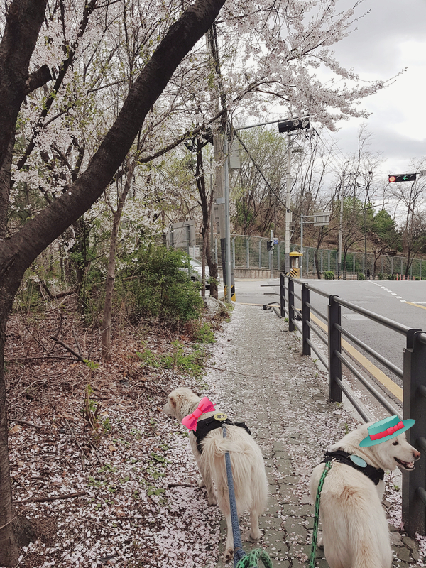 강쥐와 벚꽂 '꽃길' 산책